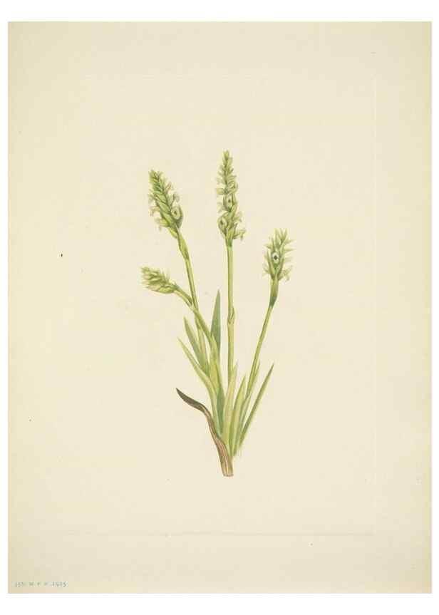 Reproducción/Reproduction 39954385113: North American wild flowers. Washington, D.C. :Smithsonian Institution,1925.. 