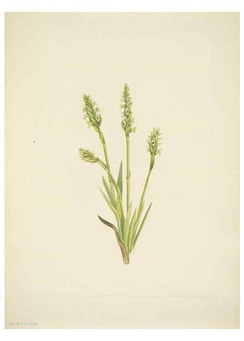 Reproducción/Reproduction 39954385113: North American wild flowers. Washington, D.C. :Smithsonian Institution,1925.. 