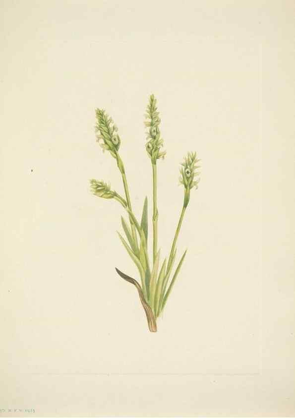 Reproducción/Reproduction 39954385113: North American wild flowers. Washington, D.C. :Smithsonian Institution,1925.. 