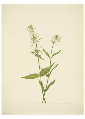 Reproducción/Reproduction 39954386293: North American wild flowers. Washington, D.C. :Smithsonian Institution,1925.. 