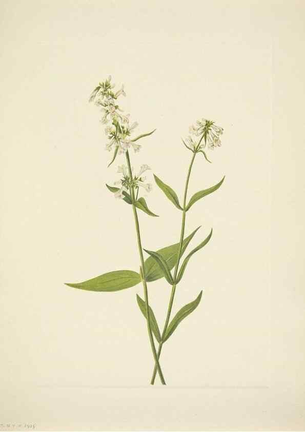 Reproducción/Reproduction 39954386293: North American wild flowers. Washington, D.C. :Smithsonian Institution,1925.. 