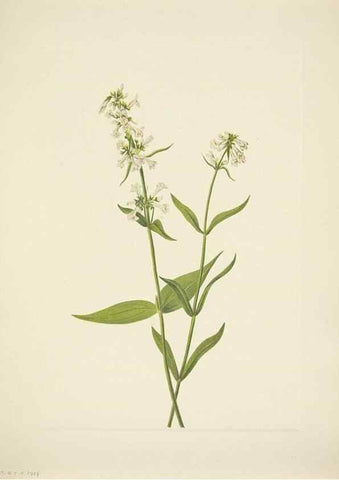Reproducción/Reproduction 39954386293: North American wild flowers. Washington, D.C. :Smithsonian Institution,1925.. 