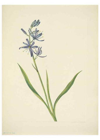 Reproducción/Reproduction 46867006402: North American wild flowers. Washington, D.C. :Smithsonian Institution,1925.. 
