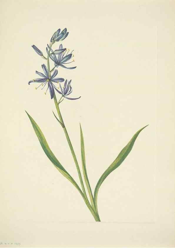 Reproducción/Reproduction 46867006402: North American wild flowers. Washington, D.C. :Smithsonian Institution,1925.. 