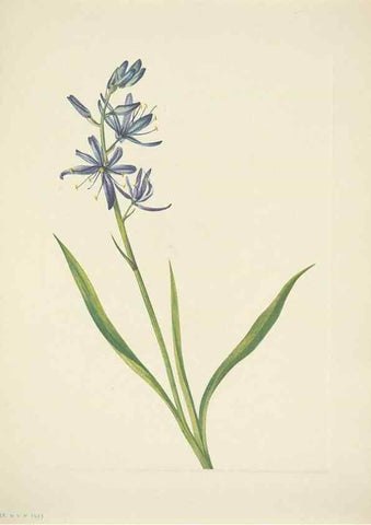 Reproducción/Reproduction 46867006402: North American wild flowers. Washington, D.C. :Smithsonian Institution,1925.. 