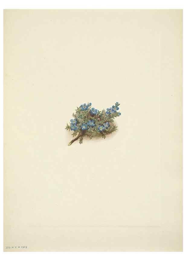 Reproducción/Reproduction 39954388143: North American wild flowers. Washington, D.C. :Smithsonian Institution,1925.. 