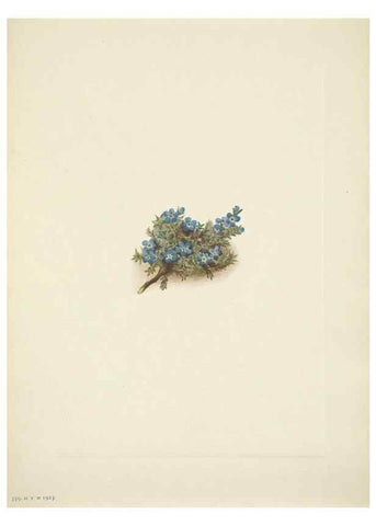 Reproducción/Reproduction 39954388143: North American wild flowers. Washington, D.C. :Smithsonian Institution,1925.. 