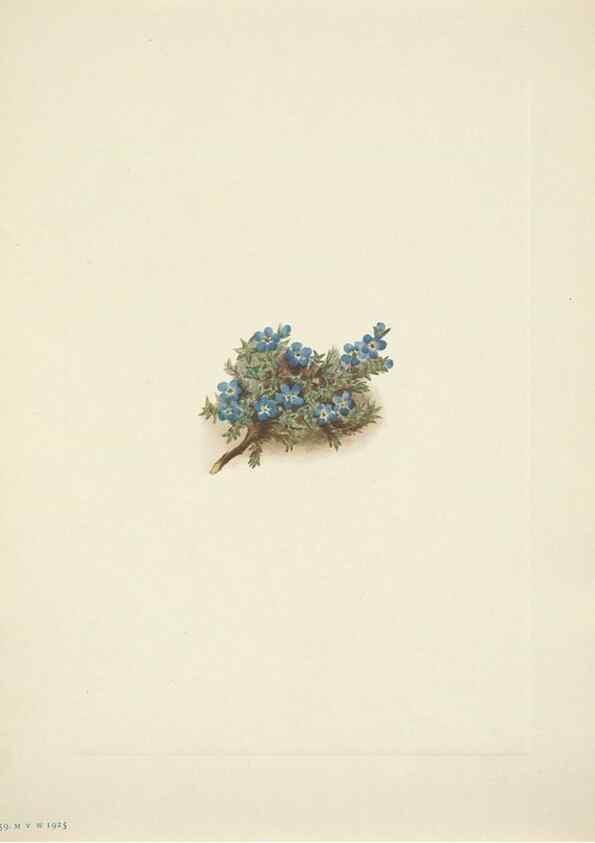 Reproducción/Reproduction 39954388143: North American wild flowers. Washington, D.C. :Smithsonian Institution,1925.. 