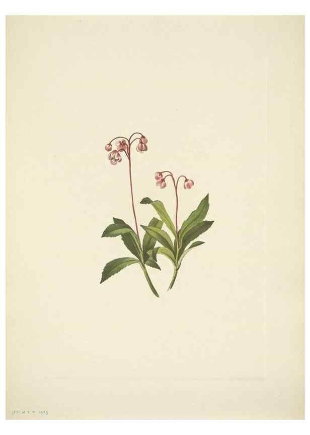 Reproducción/Reproduction 39954388613: North American wild flowers. Washington, D.C. :Smithsonian Institution,1925.. 