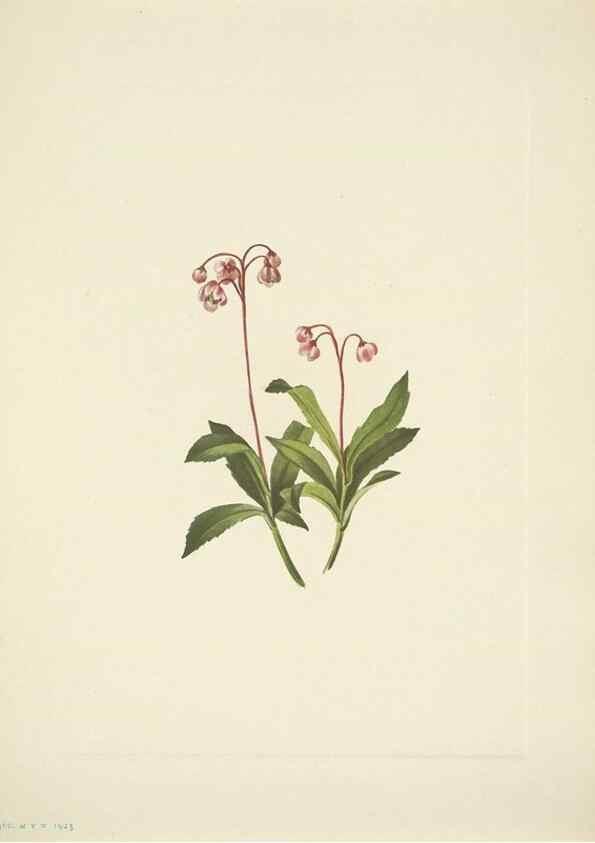 Reproducción/Reproduction 39954388613: North American wild flowers. Washington, D.C. :Smithsonian Institution,1925.. 