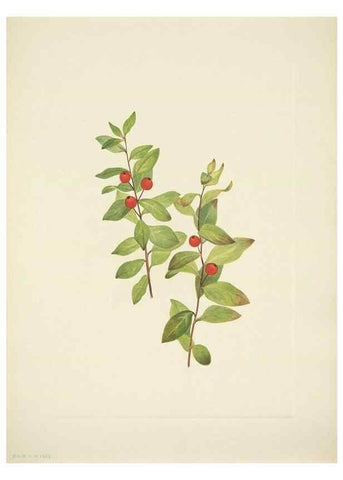 Reproducción/Reproduction 46919184661: North American wild flowers. Washington, D.C. :Smithsonian Institution,1925.. 