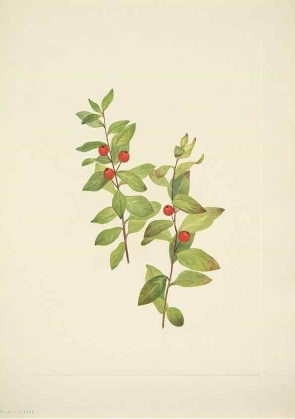 Reproducción/Reproduction 46919184661: North American wild flowers. Washington, D.C. :Smithsonian Institution,1925.. 