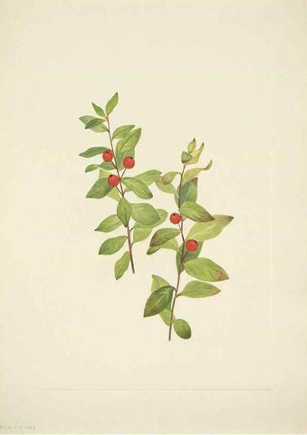 Reproducción/Reproduction 46919184661: North American wild flowers. Washington, D.C. :Smithsonian Institution,1925.. 