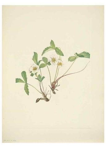 Reproducción/Reproduction 46867009772: North American wild flowers. Washington, D.C. :Smithsonian Institution,1925.. 