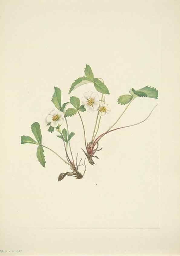 Reproducción/Reproduction 46867009772: North American wild flowers. Washington, D.C. :Smithsonian Institution,1925.. 