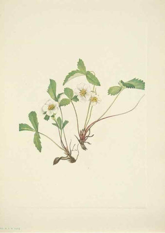 Reproducción/Reproduction 46867009772: North American wild flowers. Washington, D.C. :Smithsonian Institution,1925.. 
