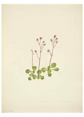Reproducción/Reproduction 46194341554: North American wild flowers. Washington, D.C. :Smithsonian Institution,1925.. 