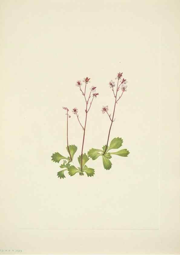 Reproducción/Reproduction 46194341554: North American wild flowers. Washington, D.C. :Smithsonian Institution,1925.. 