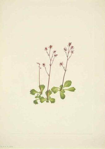 Reproducción/Reproduction 46194341554: North American wild flowers. Washington, D.C. :Smithsonian Institution,1925.. 