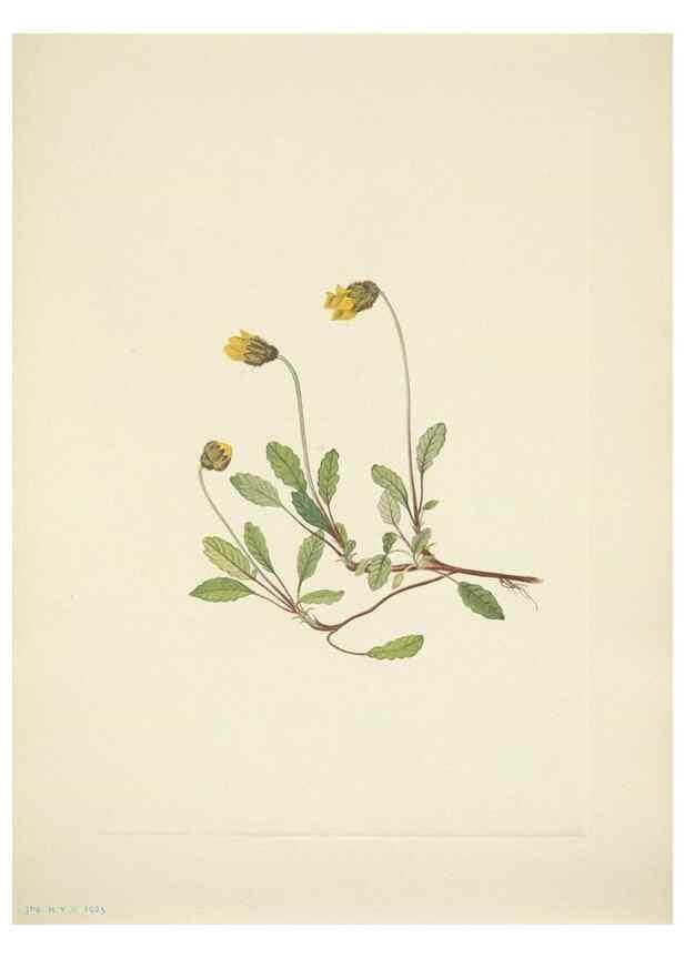 Reproducción/Reproduction 33043822238: North American wild flowers. Washington, D.C. :Smithsonian Institution,1925.. 