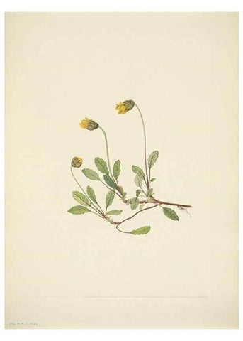 Reproducción/Reproduction 33043822238: North American wild flowers. Washington, D.C. :Smithsonian Institution,1925.. 