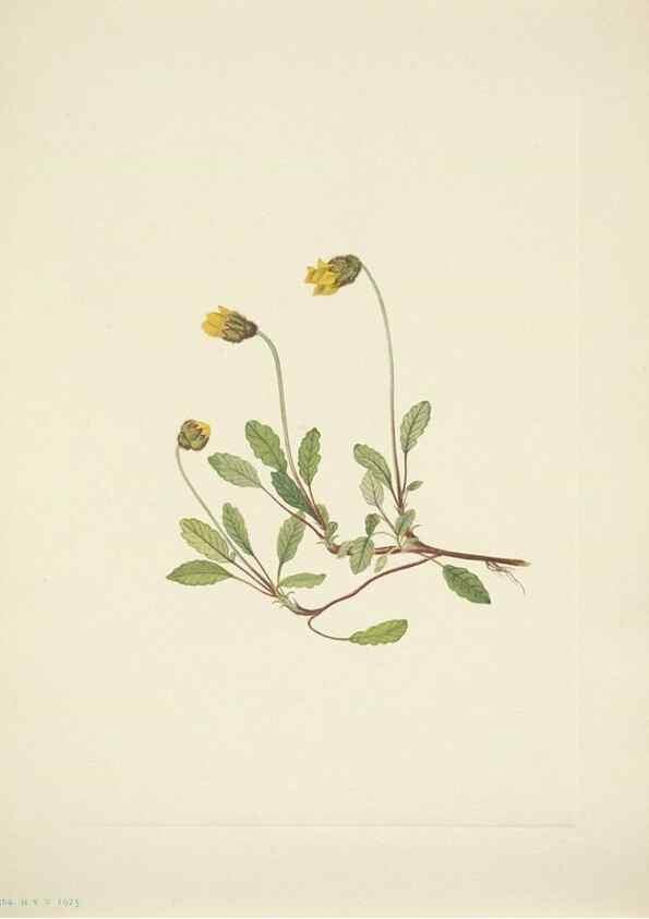 Reproducción/Reproduction 33043822238: North American wild flowers. Washington, D.C. :Smithsonian Institution,1925.. 