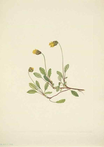 Reproducción/Reproduction 33043822238: North American wild flowers. Washington, D.C. :Smithsonian Institution,1925.. 