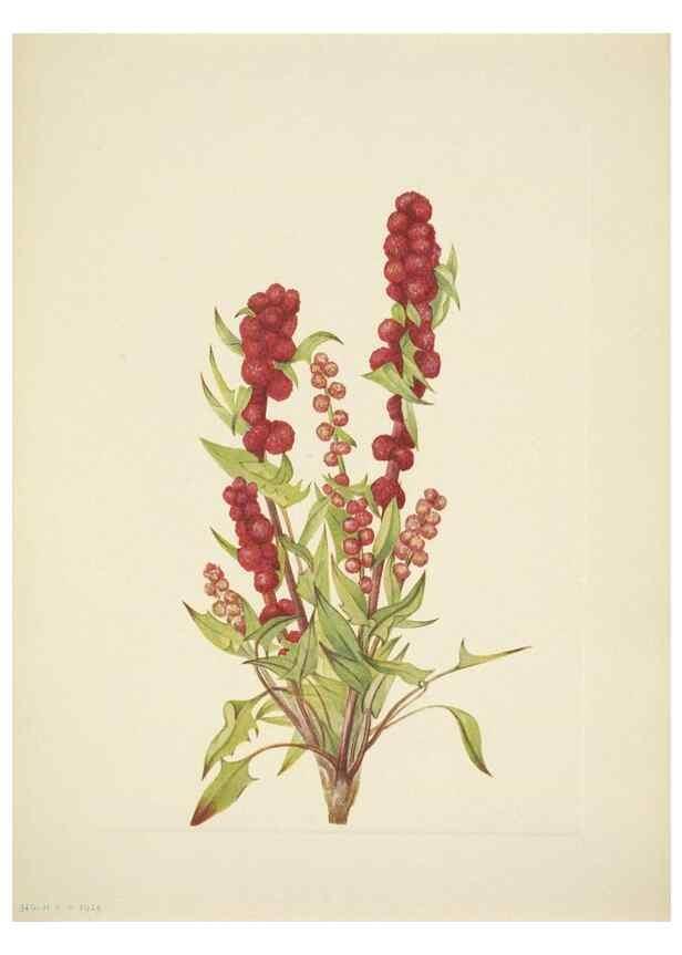 Reproducción/Reproduction 46004783945: North American wild flowers. Washington, D.C. :Smithsonian Institution,1925.. 