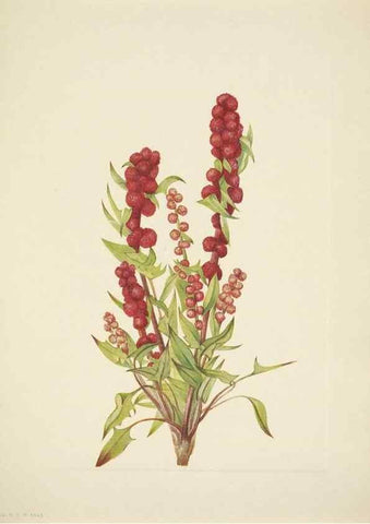 Reproducción/Reproduction 46004783945: North American wild flowers. Washington, D.C. :Smithsonian Institution,1925.. 
