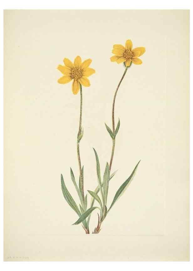 Reproducción/Reproduction 46194336464: North American wild flowers. Washington, D.C. :Smithsonian Institution,1925.. 