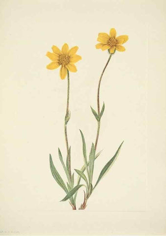 Reproducción/Reproduction 46194336464: North American wild flowers. Washington, D.C. :Smithsonian Institution,1925.. 