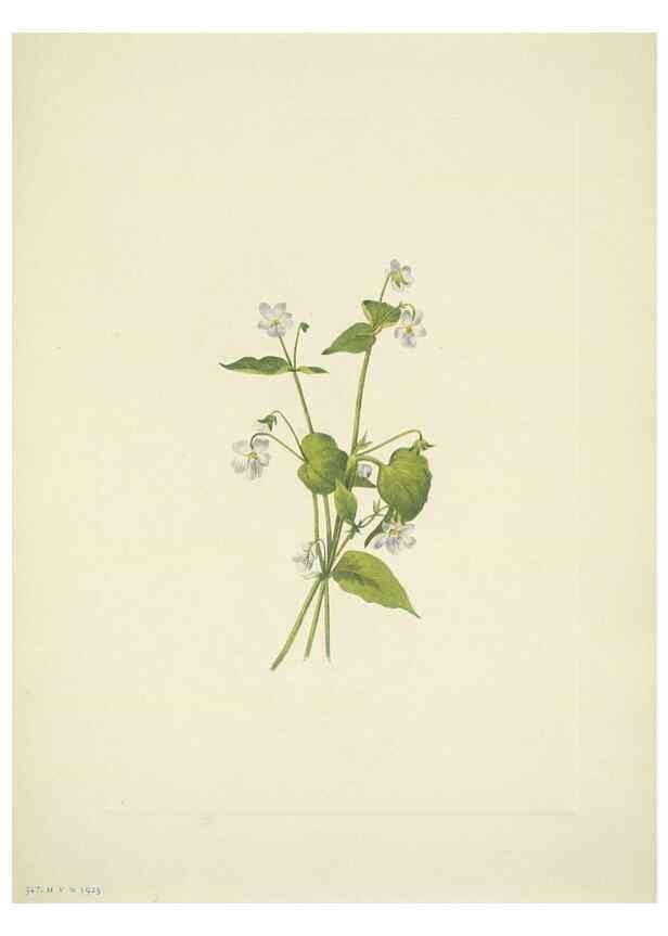 Reproducción/Reproduction 33043811028: North American wild flowers. Washington, D.C. :Smithsonian Institution,1925.. 