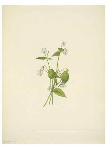 Reproducción/Reproduction 33043811028: North American wild flowers. Washington, D.C. :Smithsonian Institution,1925.. 