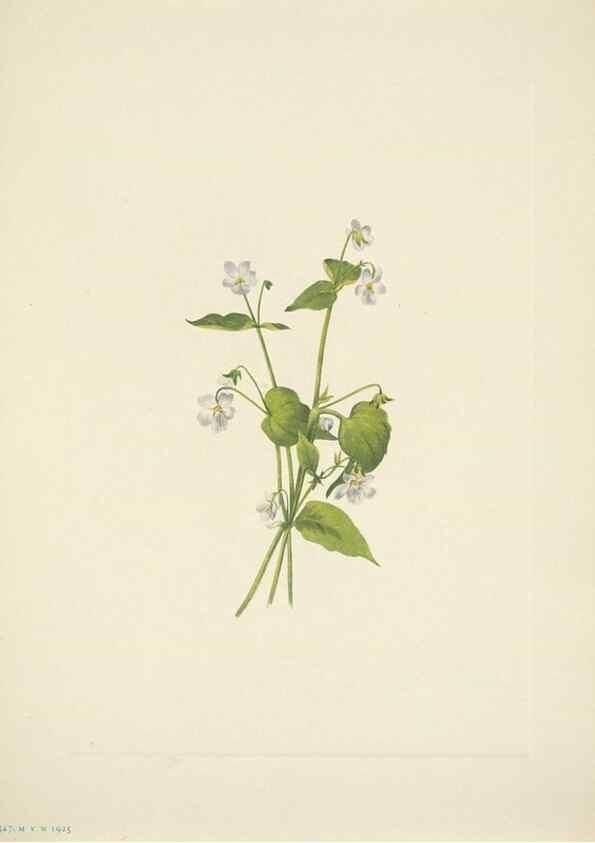Reproducción/Reproduction 33043811028: North American wild flowers. Washington, D.C. :Smithsonian Institution,1925.. 