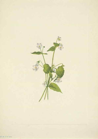 Reproducción/Reproduction 33043811028: North American wild flowers. Washington, D.C. :Smithsonian Institution,1925.. 