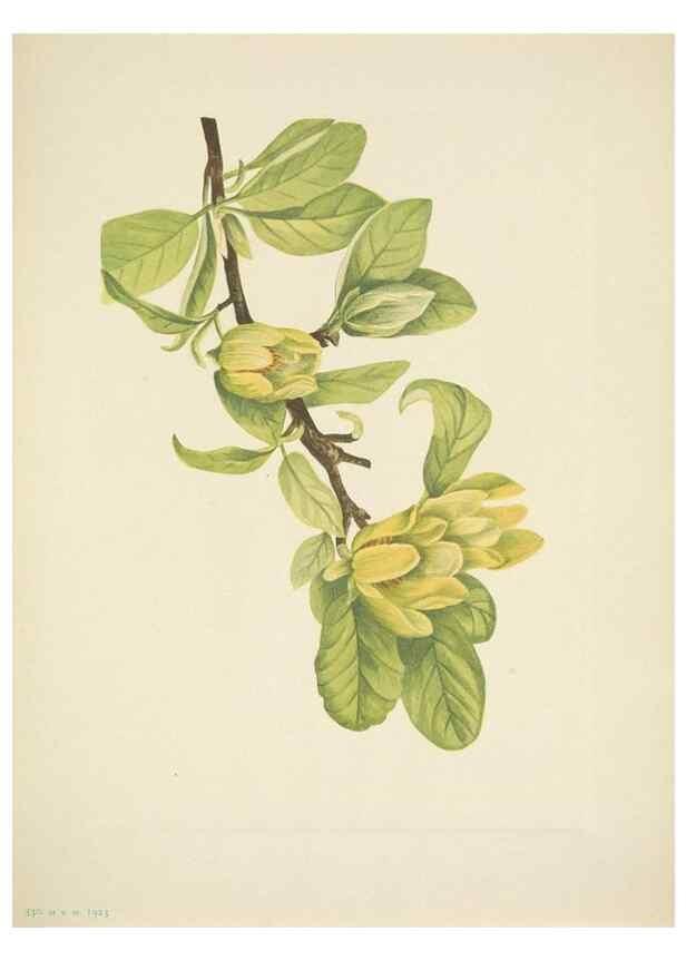 Reproducción/Reproduction 46194324714: North American wild flowers. Washington, D.C. :Smithsonian Institution,1925.. 