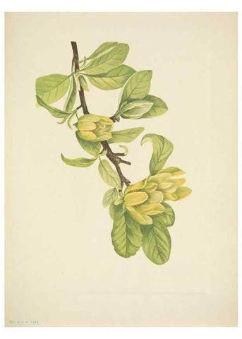 Reproducción/Reproduction 46194324714: North American wild flowers. Washington, D.C. :Smithsonian Institution,1925.. 