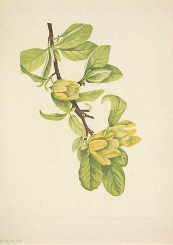 Reproducción/Reproduction 46194324714: North American wild flowers. Washington, D.C. :Smithsonian Institution,1925.. 
