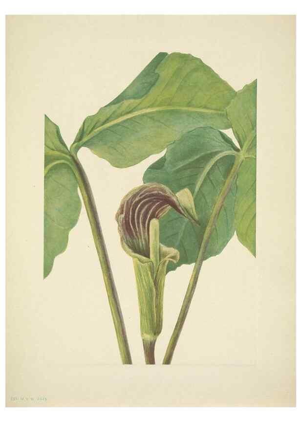 Reproducción/Reproduction 46004766395: North American wild flowers. Washington, D.C. :Smithsonian Institution,1925.. 