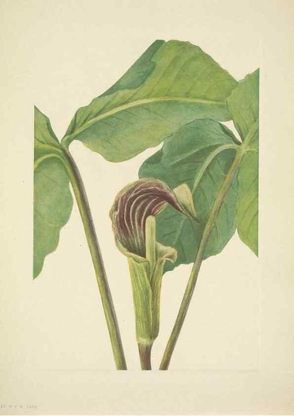 Reproducción/Reproduction 46004766395: North American wild flowers. Washington, D.C. :Smithsonian Institution,1925.. 