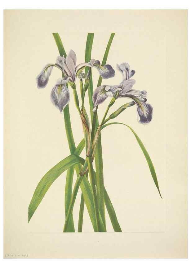 Reproducción/Reproduction 46194325984: North American wild flowers. Washington, D.C. :Smithsonian Institution,1925.. 