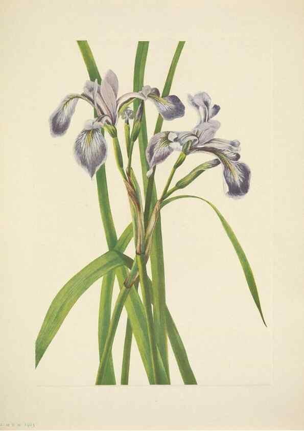 Reproducción/Reproduction 46194325984: North American wild flowers. Washington, D.C. :Smithsonian Institution,1925.. 