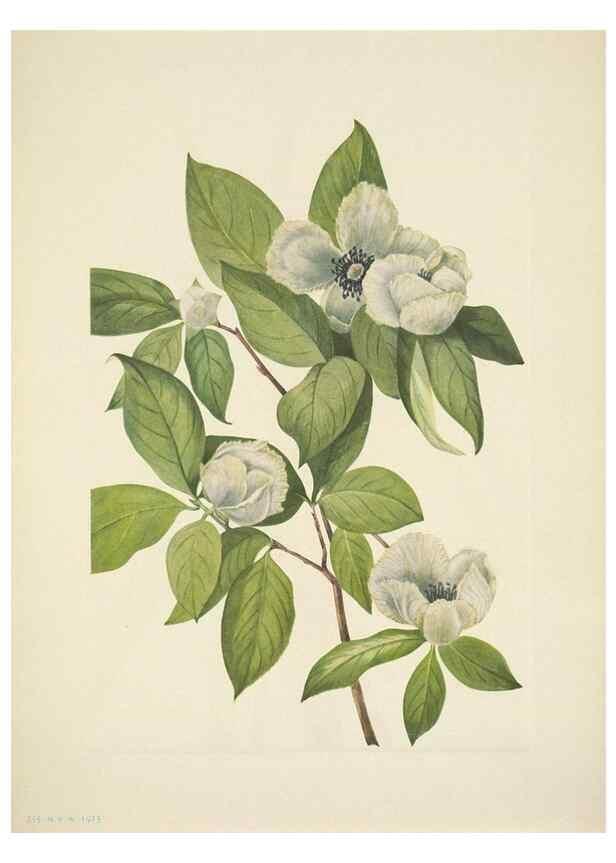Reproducción/Reproduction 39954368383: North American wild flowers. Washington, D.C. :Smithsonian Institution,1925.. 