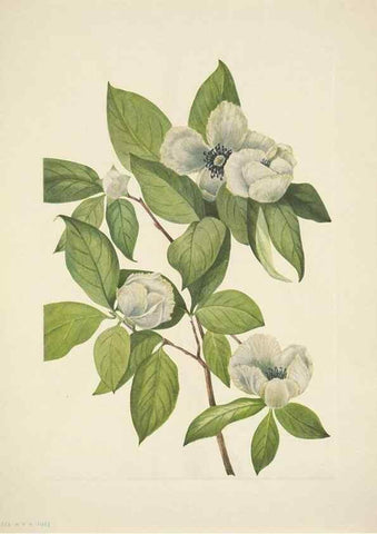 Reproducción/Reproduction 39954368383: North American wild flowers. Washington, D.C. :Smithsonian Institution,1925.. 
