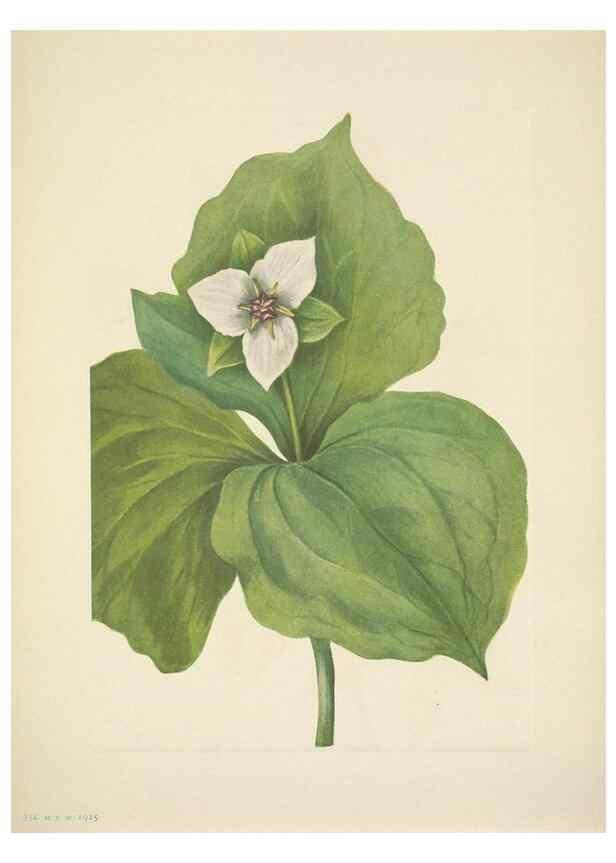 Reproducción/Reproduction 46004769035: North American wild flowers. Washington, D.C. :Smithsonian Institution,1925.. 