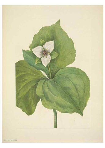 Reproducción/Reproduction 46004769035: North American wild flowers. Washington, D.C. :Smithsonian Institution,1925.. 