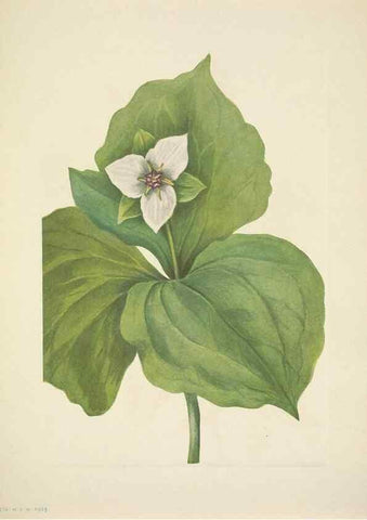 Reproducción/Reproduction 46004769035: North American wild flowers. Washington, D.C. :Smithsonian Institution,1925.. 