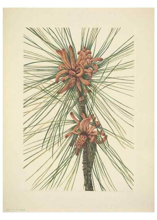 Reproducción/Reproduction 46919168281: North American wild flowers. Washington, D.C. :Smithsonian Institution,1925.. 