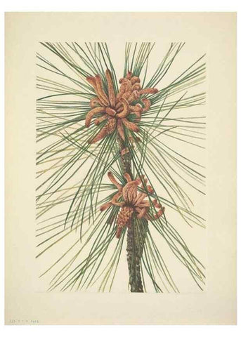 Reproducción/Reproduction 46919168281: North American wild flowers. Washington, D.C. :Smithsonian Institution,1925.. 