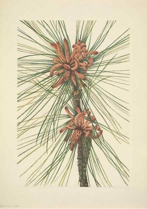 Reproducción/Reproduction 46919168281: North American wild flowers. Washington, D.C. :Smithsonian Institution,1925.. 